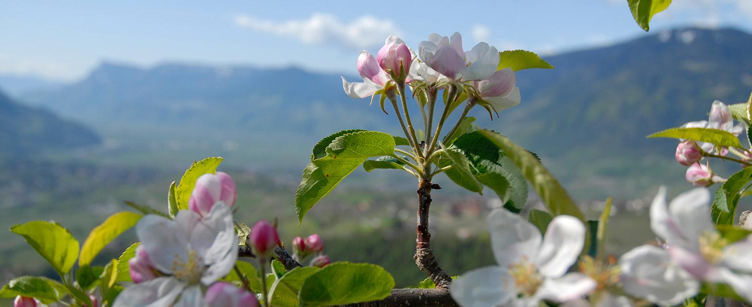 The apple blossom in spring in Dorf Tirol, South Tyrol