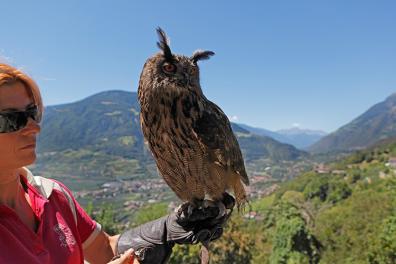 The Bird Rescue Center near Tyrol Castle