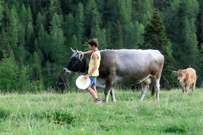 Le nostre mucche al pascolo estivo Le nostre mucche al pascolo estivo