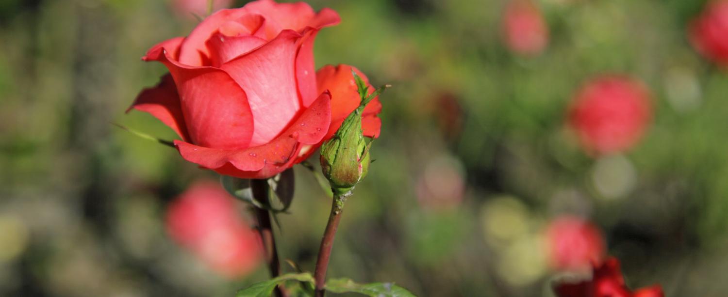 Roses in full bloom at the Schlettererhof in Dorf Tirol