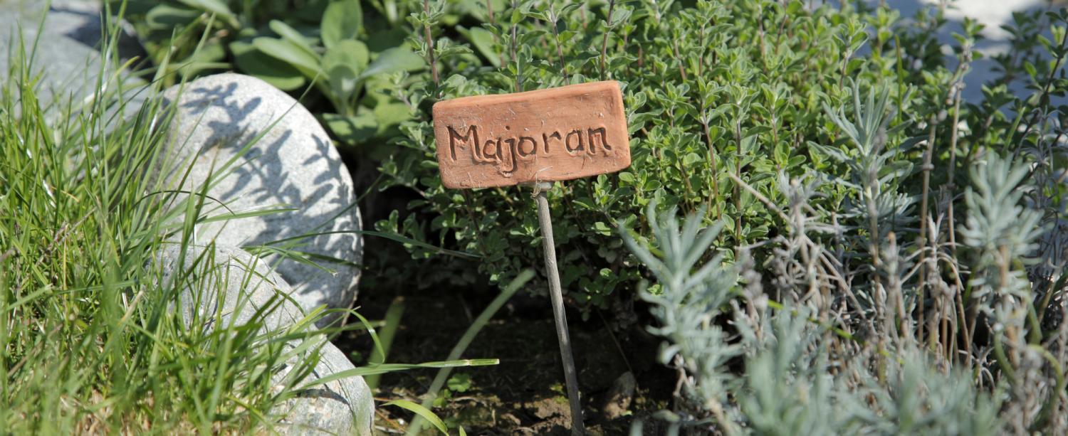 Herb garden - marjoram